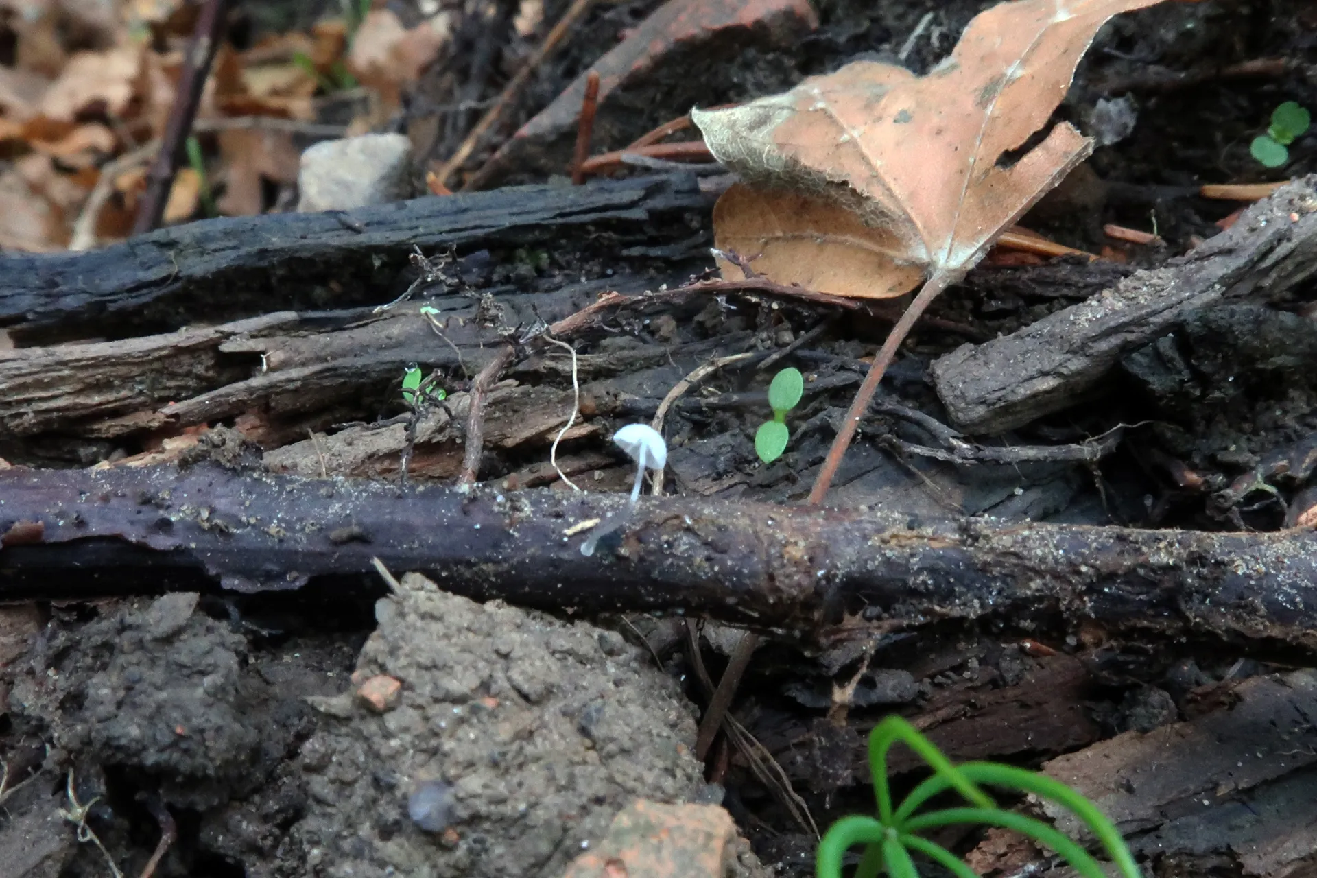 Mycena tenerrima - 1 - IMG_2136